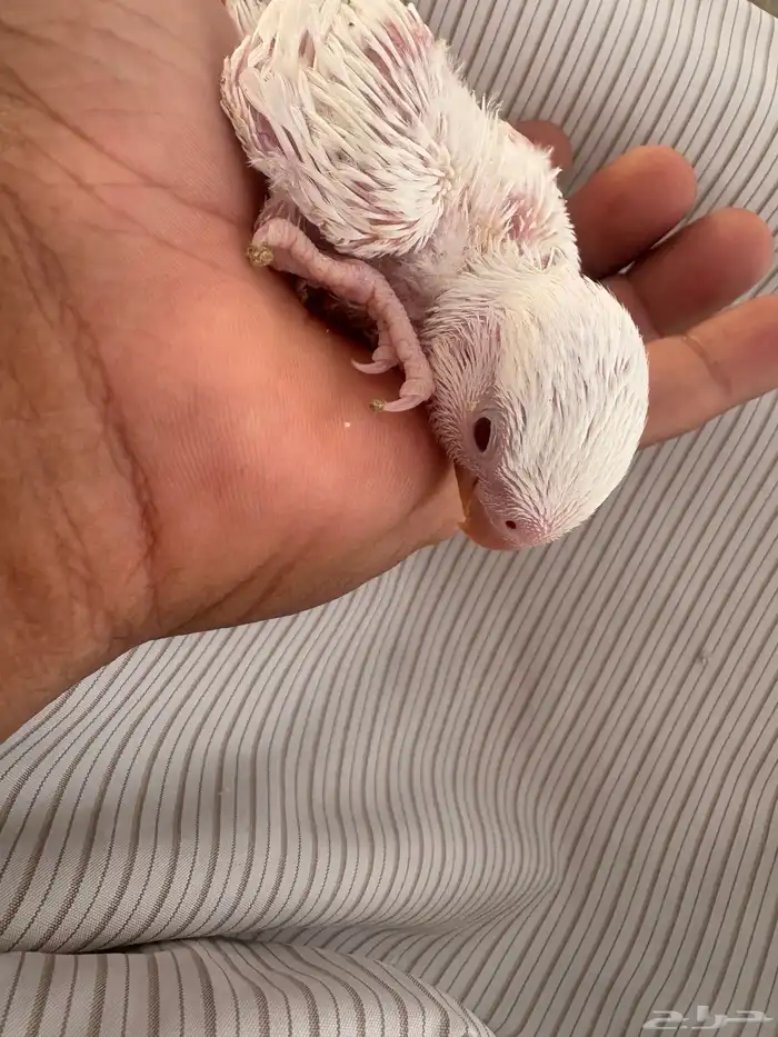 فرخ روز البينو عيون حمر ( تم البيع ) 1