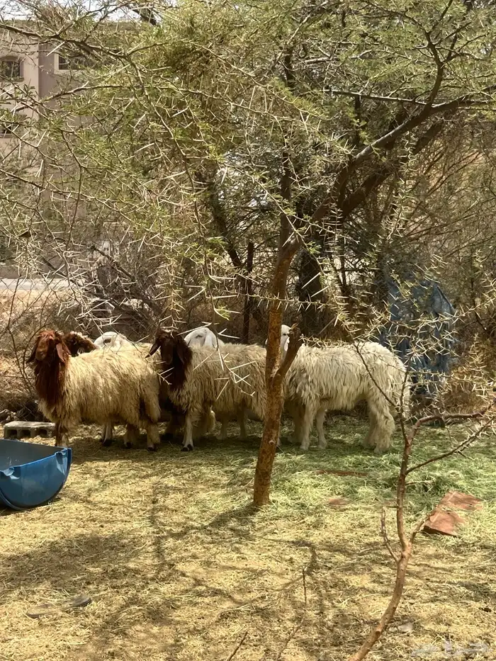 وينكم ي مصطافين ذبايح للبيع 2