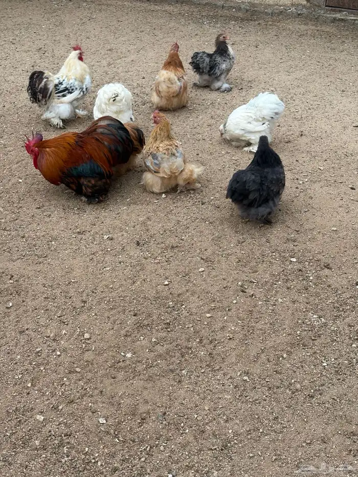 دجاج كوشن للبيع 7