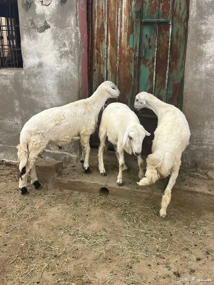 3 خرفان 2