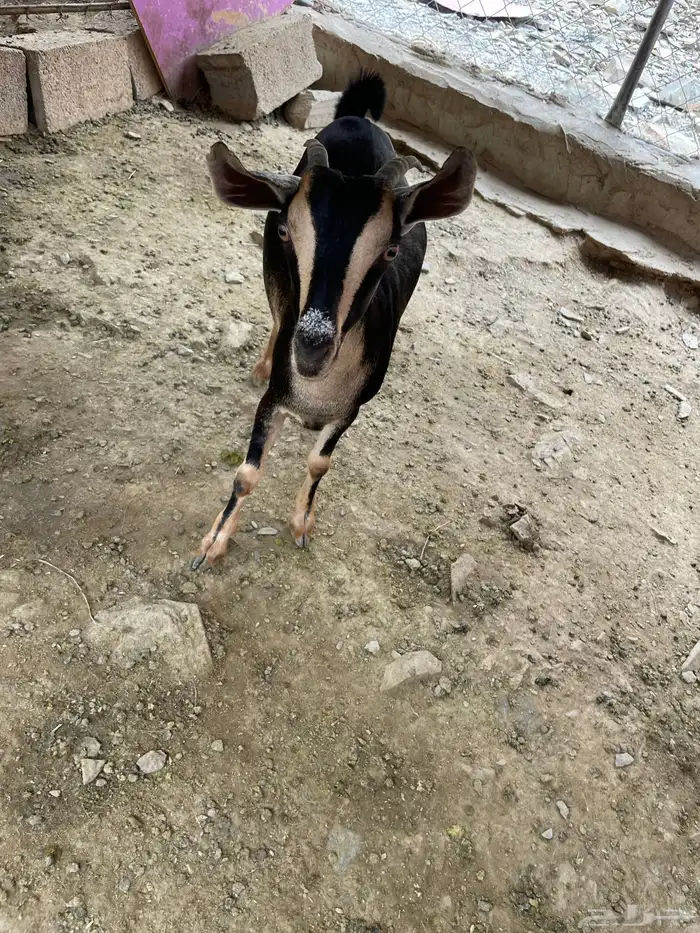 للبيع جفره عناق حو كفو لون جرم وشعره 10