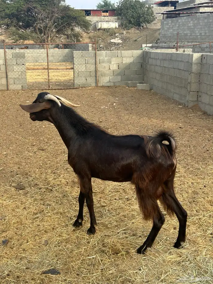فحل ادهم السن ثني 3