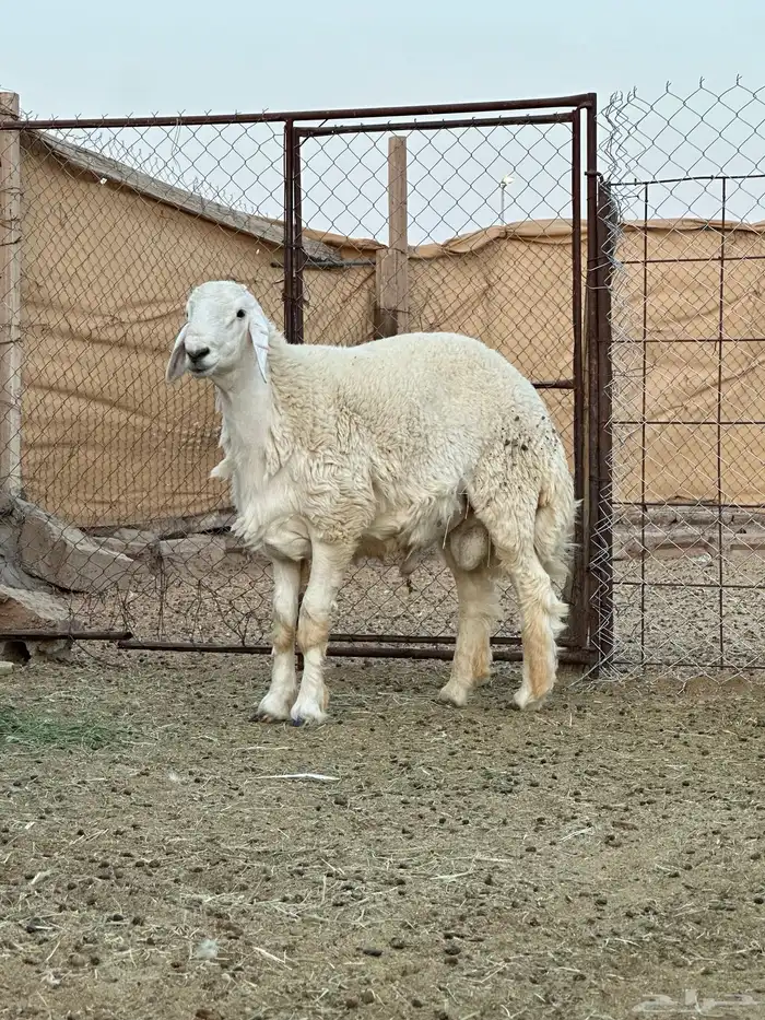خروف جذع صنف   تم البيع 2