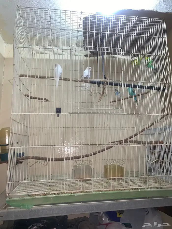 طيور بادحي 0