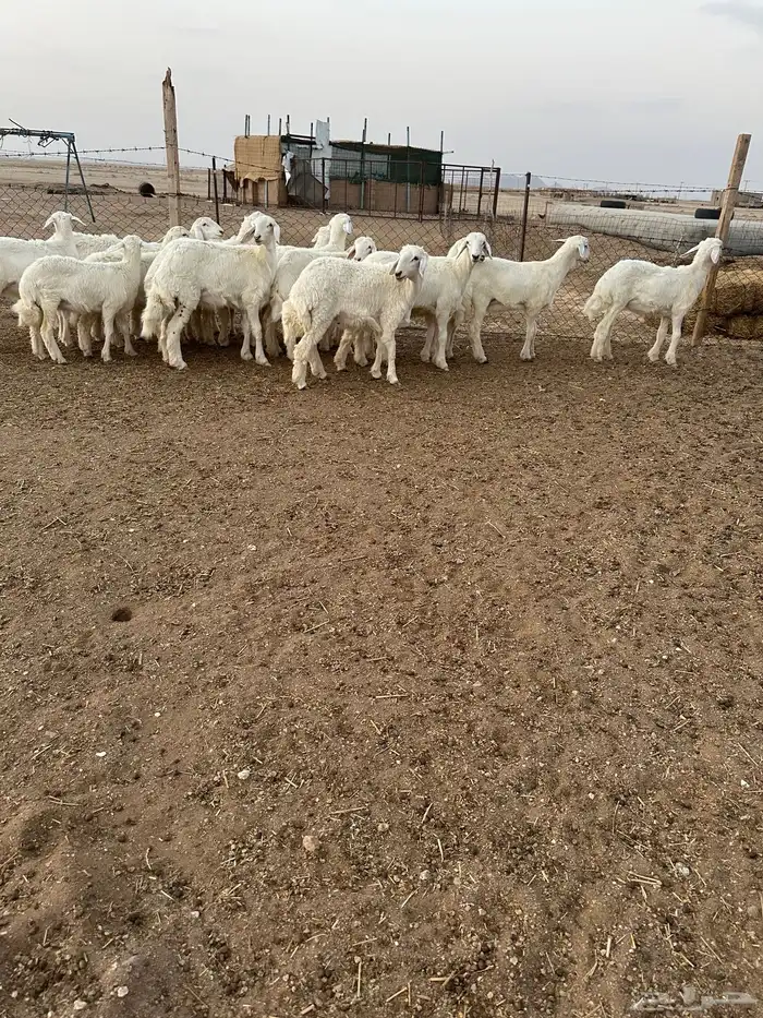 رخال حريات طيبه 0