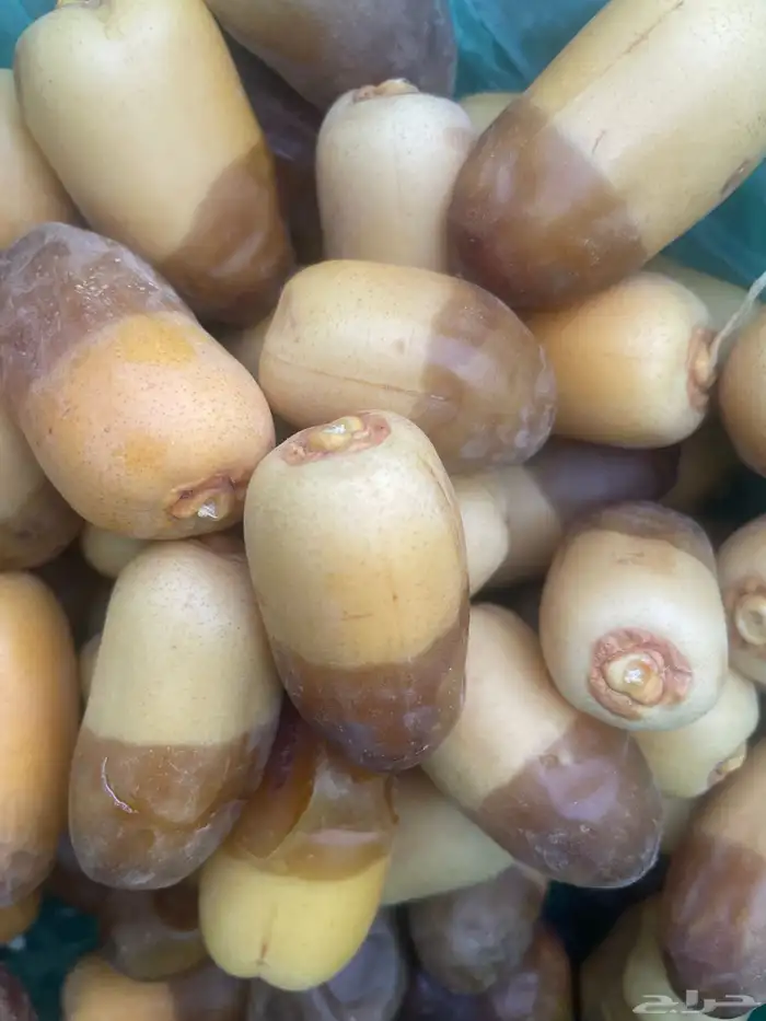 خرفه 3