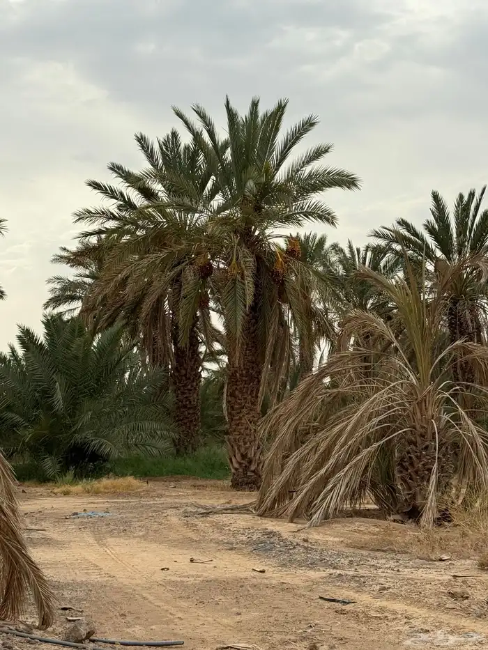 نخل طوال للبيع - عنبره 3