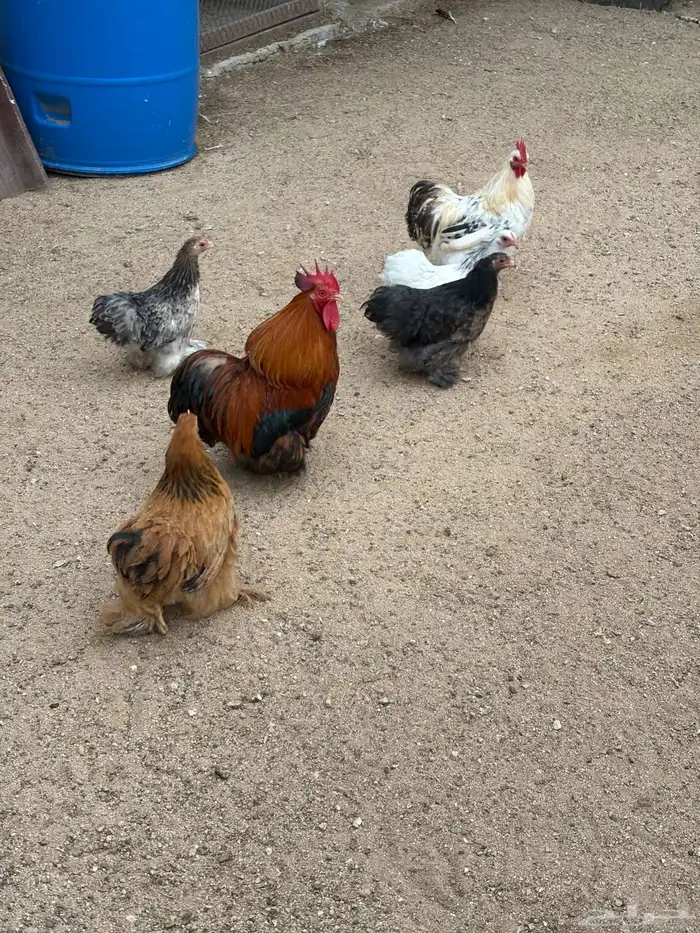 دجاج كوشن للبيع 2