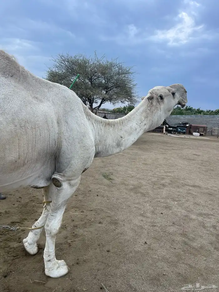 بعير عفر مشروط للبيع 2