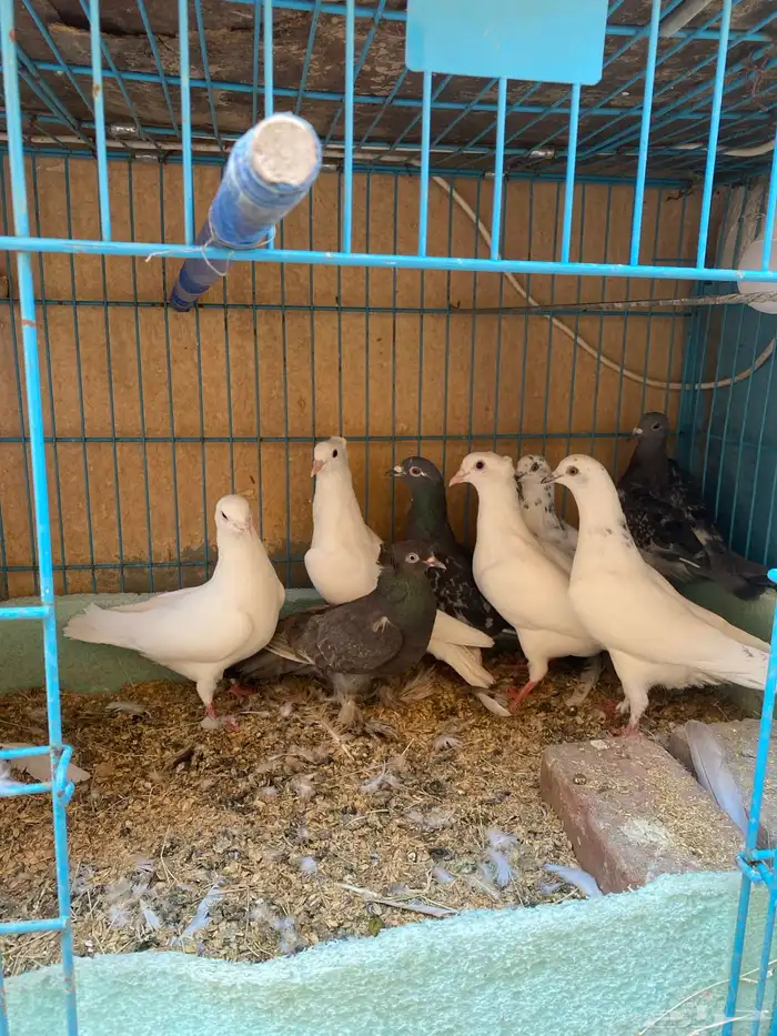 طيور زينه 3