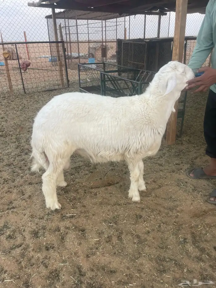 طلي للبيع 8