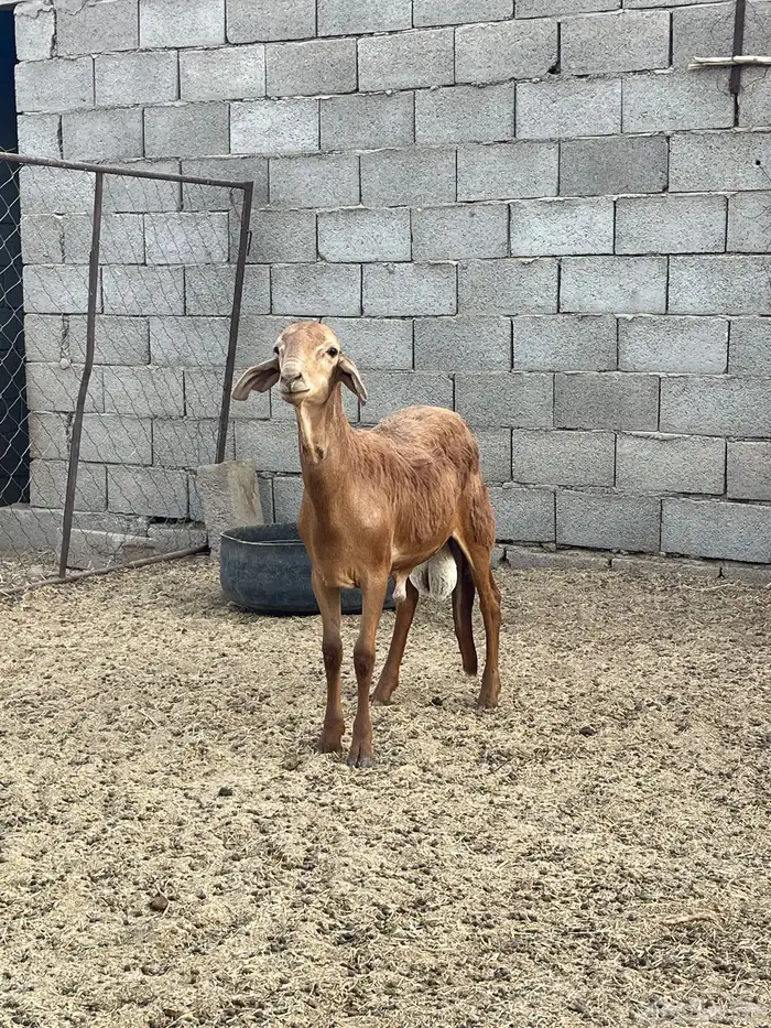 طليان سواكن 1