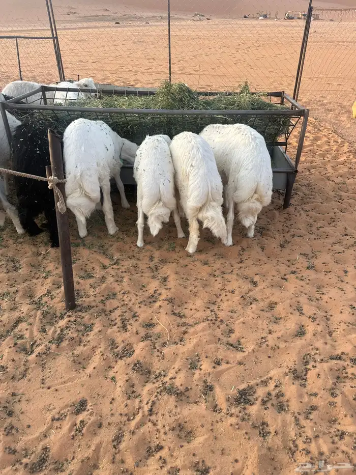 خرفان حريه و اثنين نجد و ثنتين رخال 2