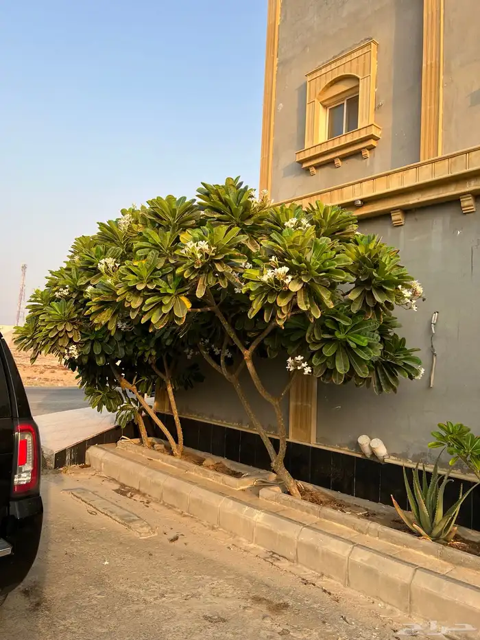 ياسمين هندي 1