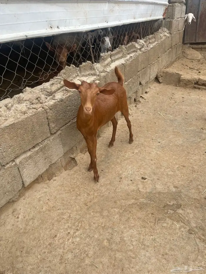 ماعز طيبه للبيع 4