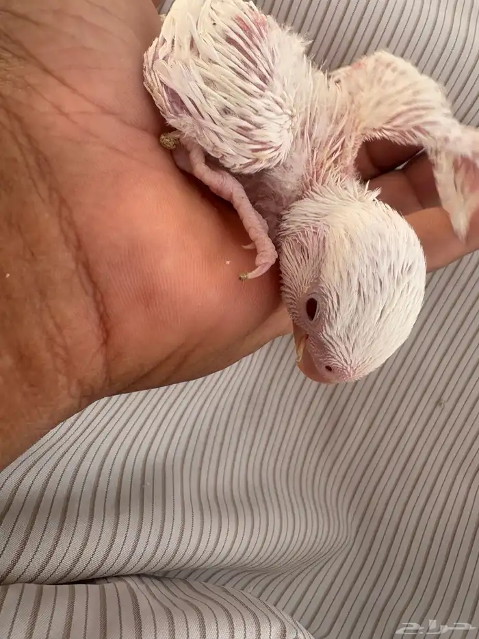 فرخ روز البينو عيون حمر ( تم البيع ) 2