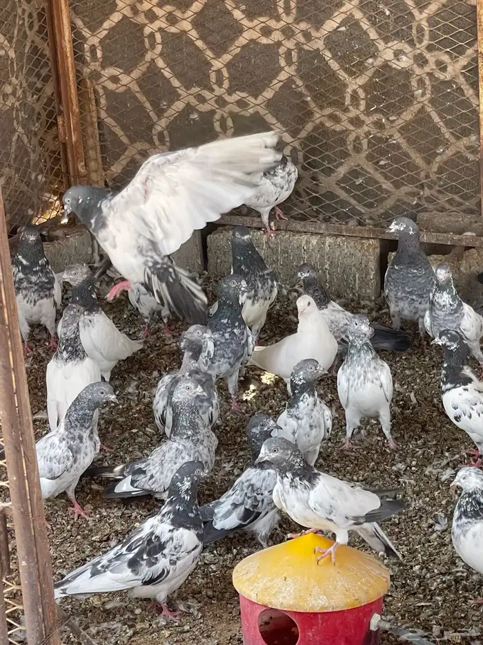 حمام سلفر وهندي ودجاج باكستاني وعادي 4