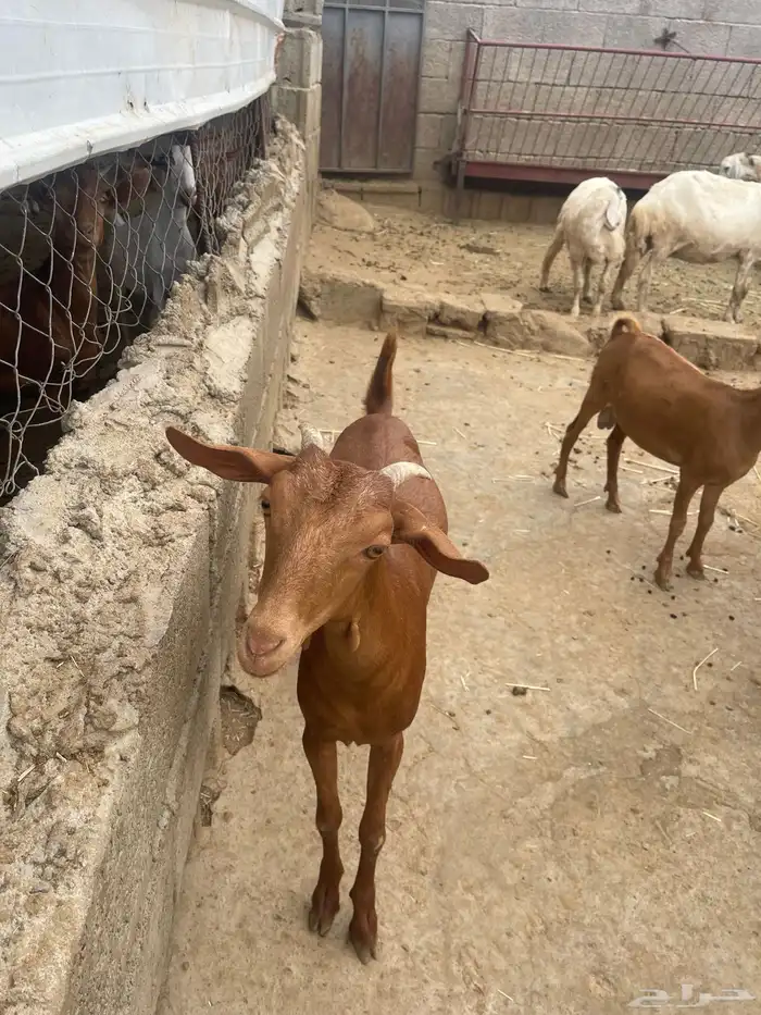 ماعز طيبه للبيع 5