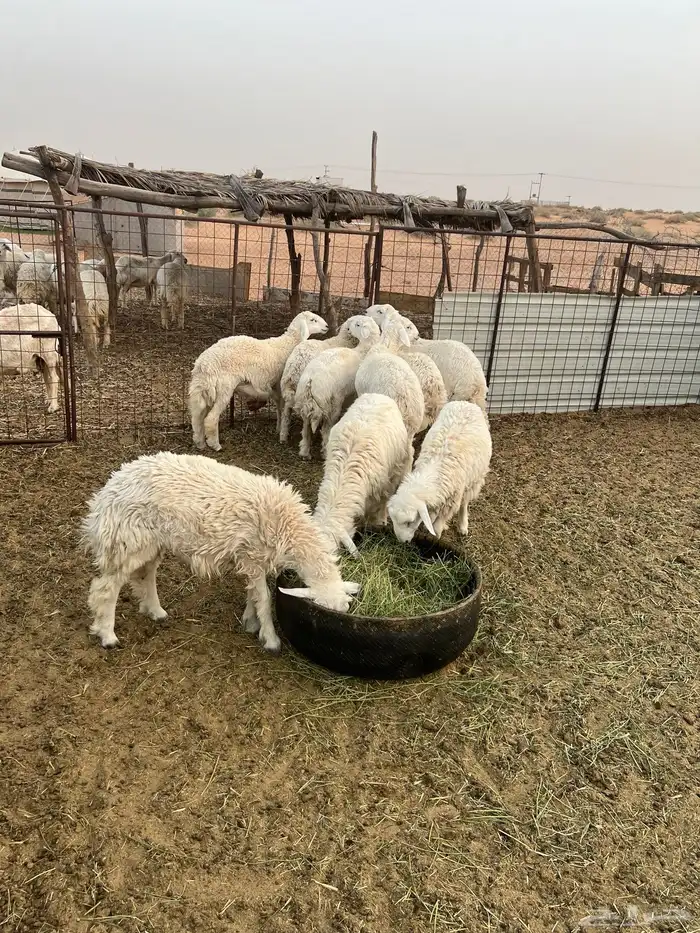 طليان 1