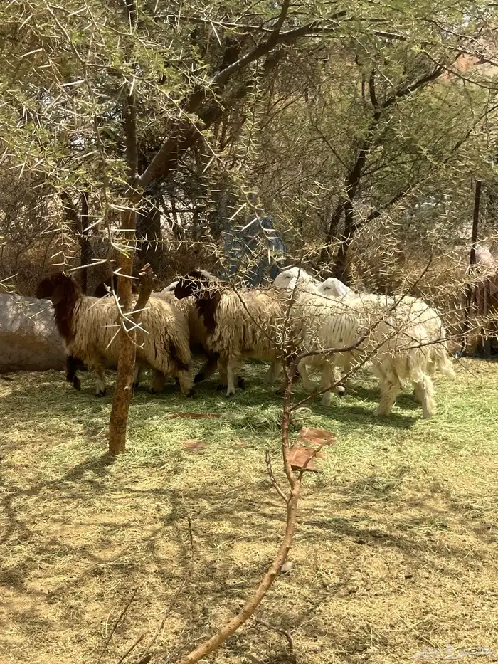 وينكم ي مصطافين ذبايح للبيع 1