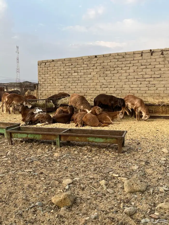ذبايح سواكن جذعان حمري سمان مقفلة مرابي فوق 3 شهور ونص 3