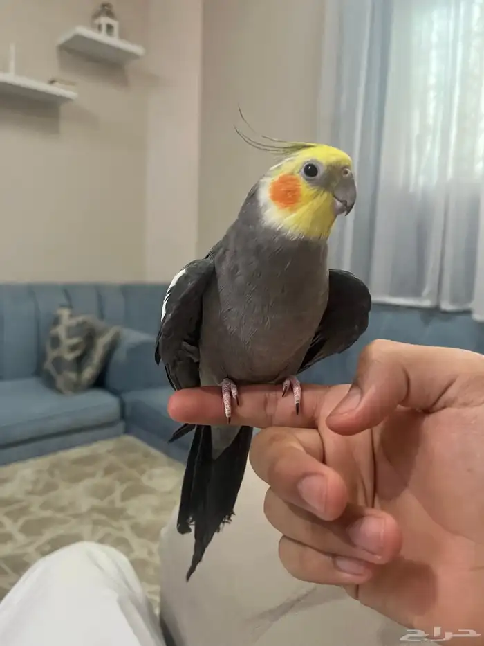 ذكر كروان اليف متكلم 2