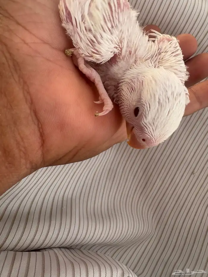 فرخ روز البينو عيون حمر ( تم البيع ) 0