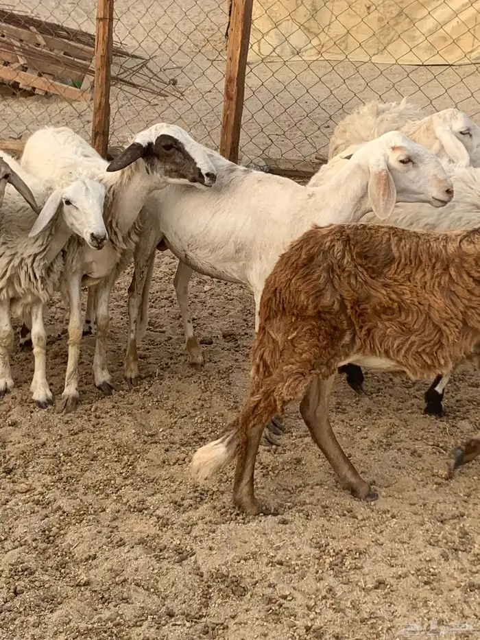 للبيع رخال سواكنيات 2