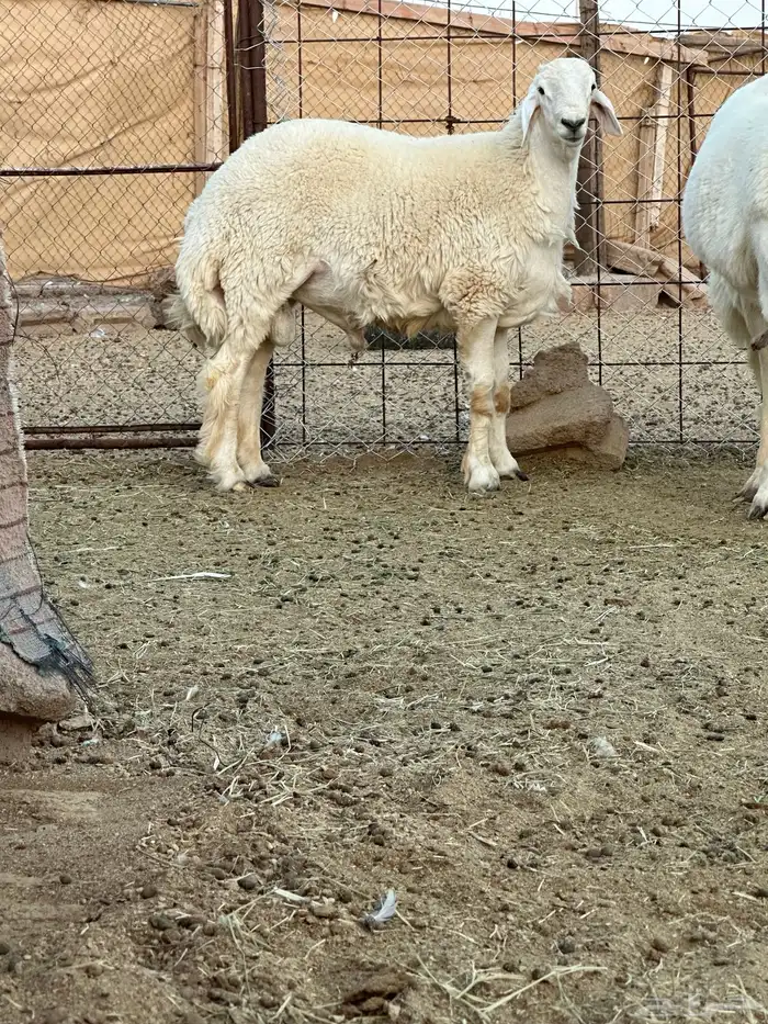 خروف جذع صنف   تم البيع 4