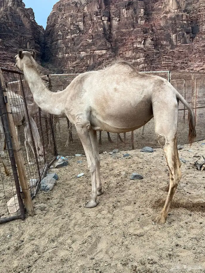 ناقه سبوق بنت شاهين الجهرا السن   ثنيه 0