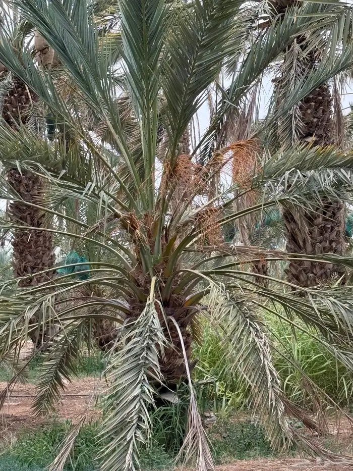 نخل طوال للبيع - عنبره 6