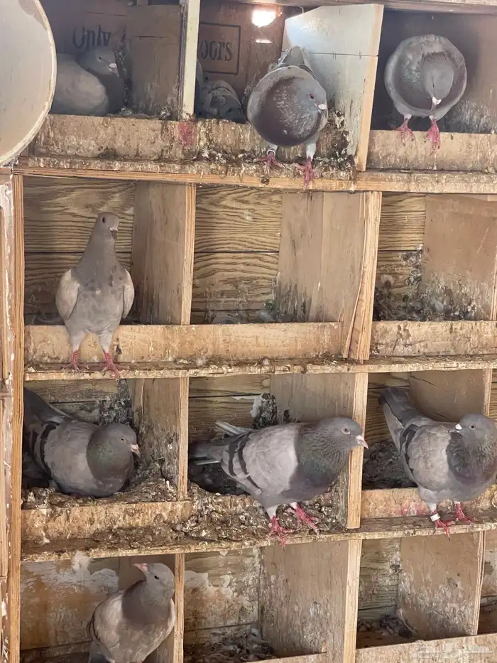 حمام سلفر وهندي ودجاج باكستاني وعادي 9