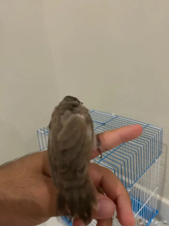 للبيع. بلبل حساوي 5