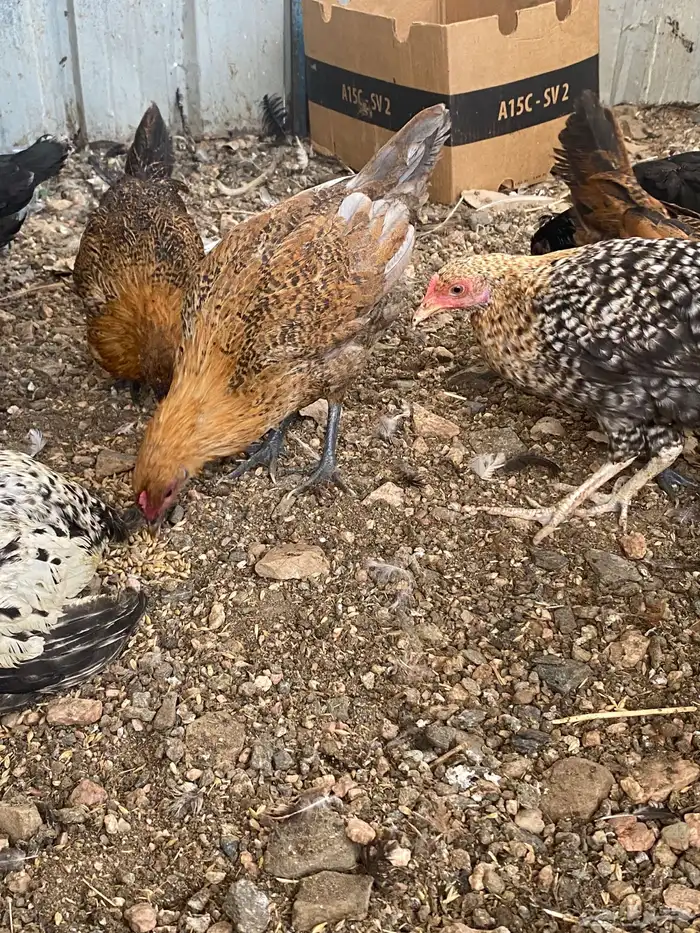 دجاج بشاير على وشك يبيض 7
