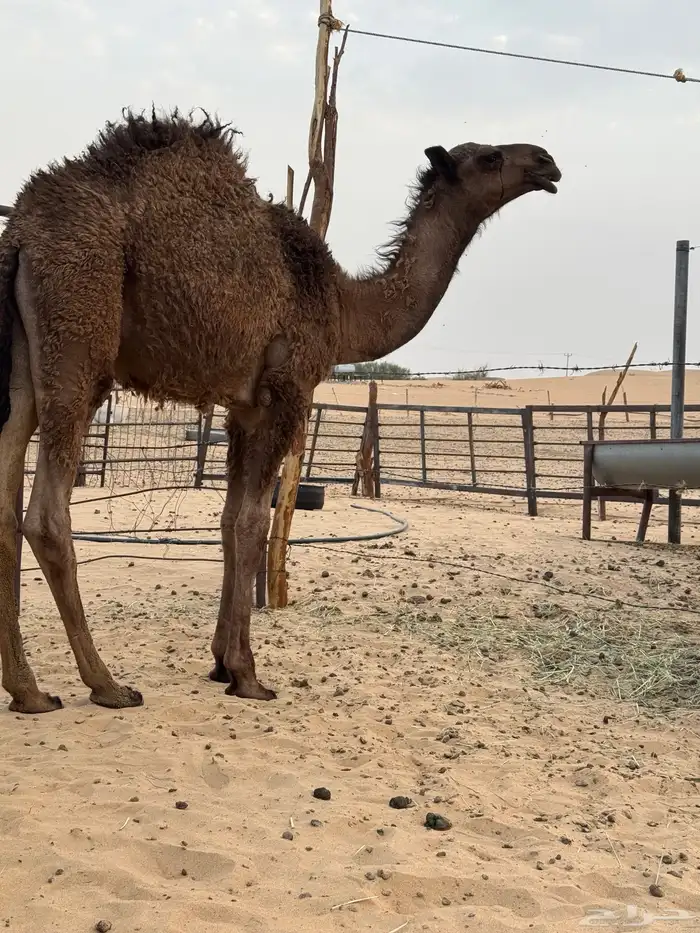 قعود كفو 0