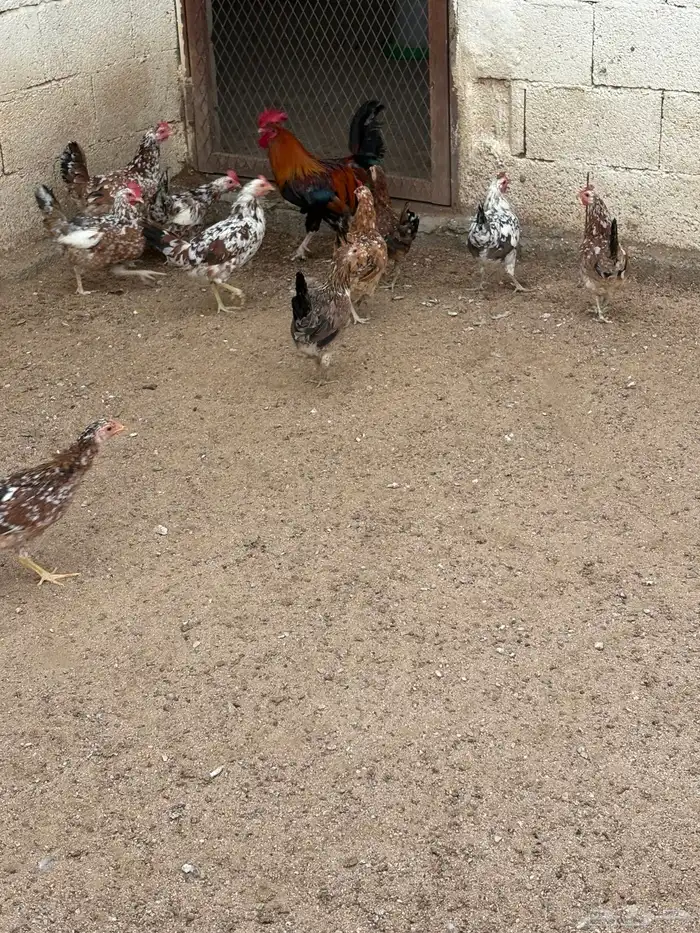 دجاج بلدي ماكنتوش 4