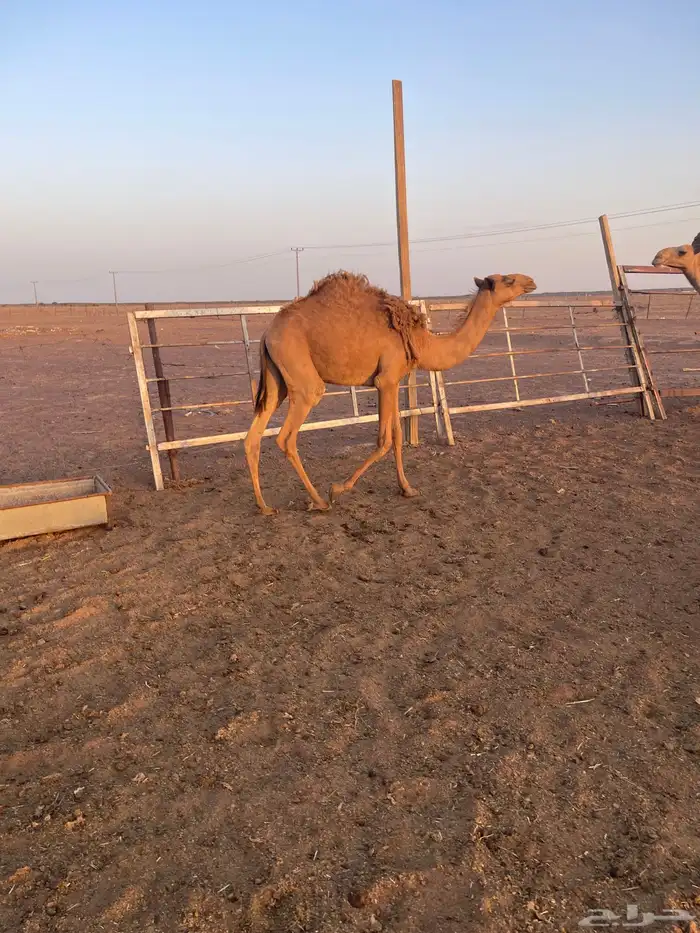 للبيع حشو 0