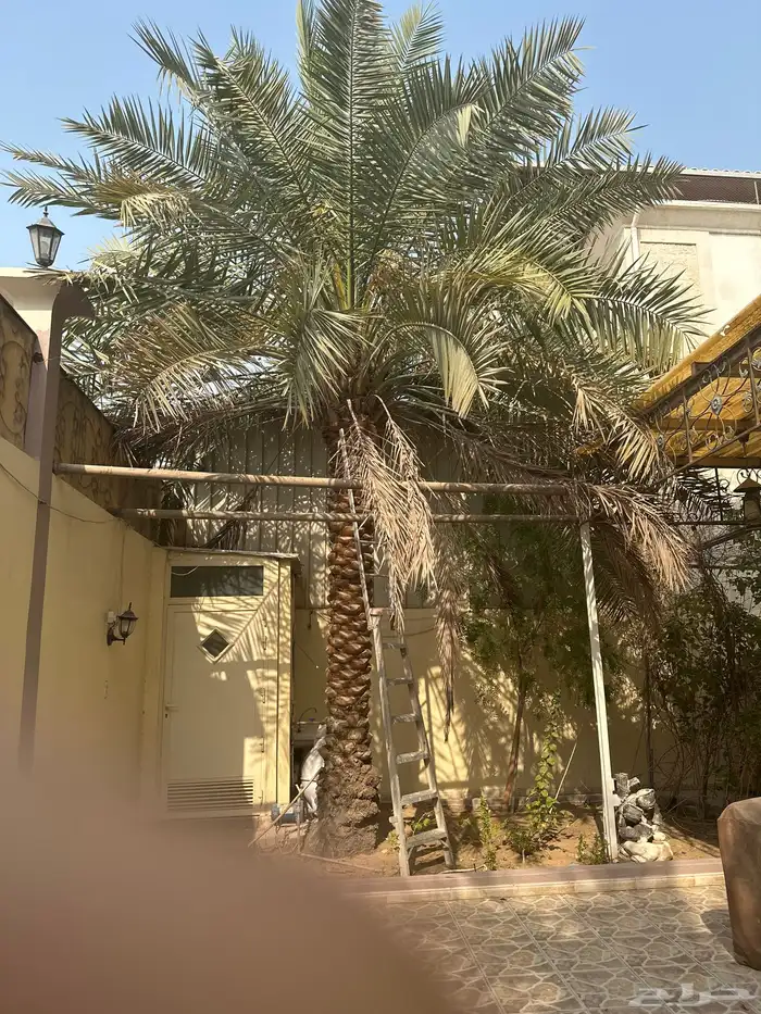 نخلتين بالثمر 2
