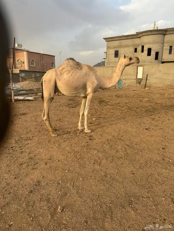 اركه لقحه كفووو 0