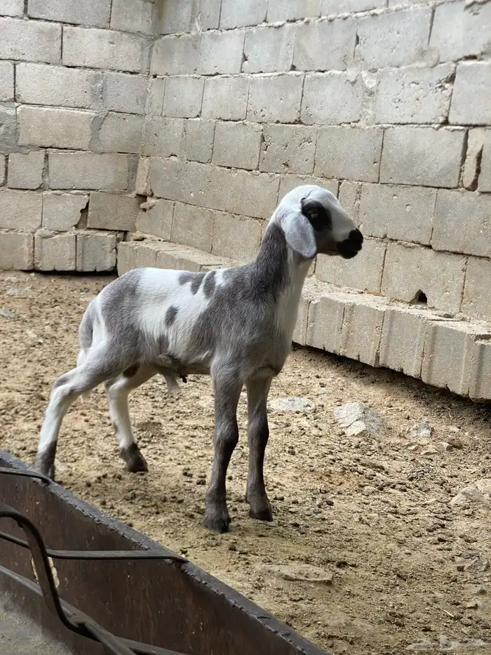 طلي مهجن فاخر (توم) 0