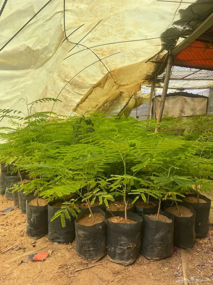 اشجار جاكرنداء وبنسيانو واكاسيا 1