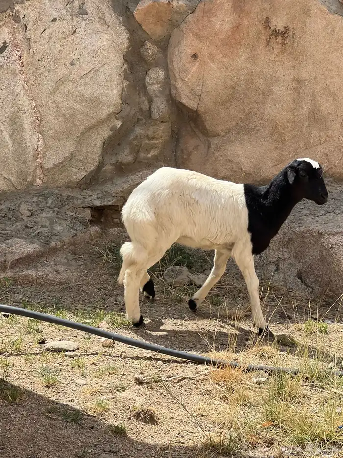 خروف ورخل للبيع 0