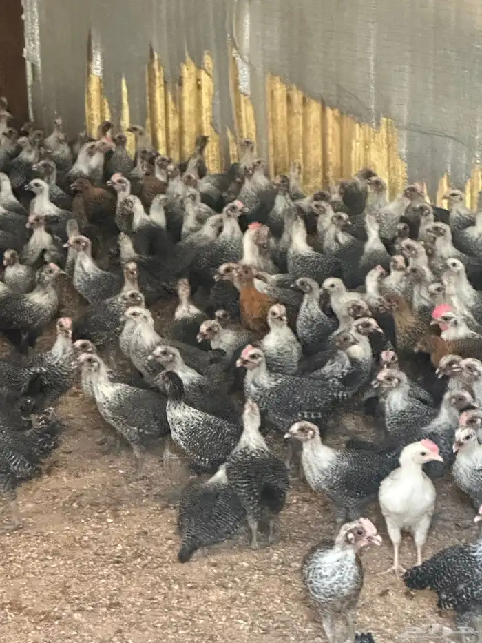 فروخ دجاج فيومي 0