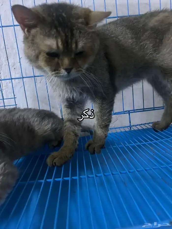 سكوتش فولد 12
