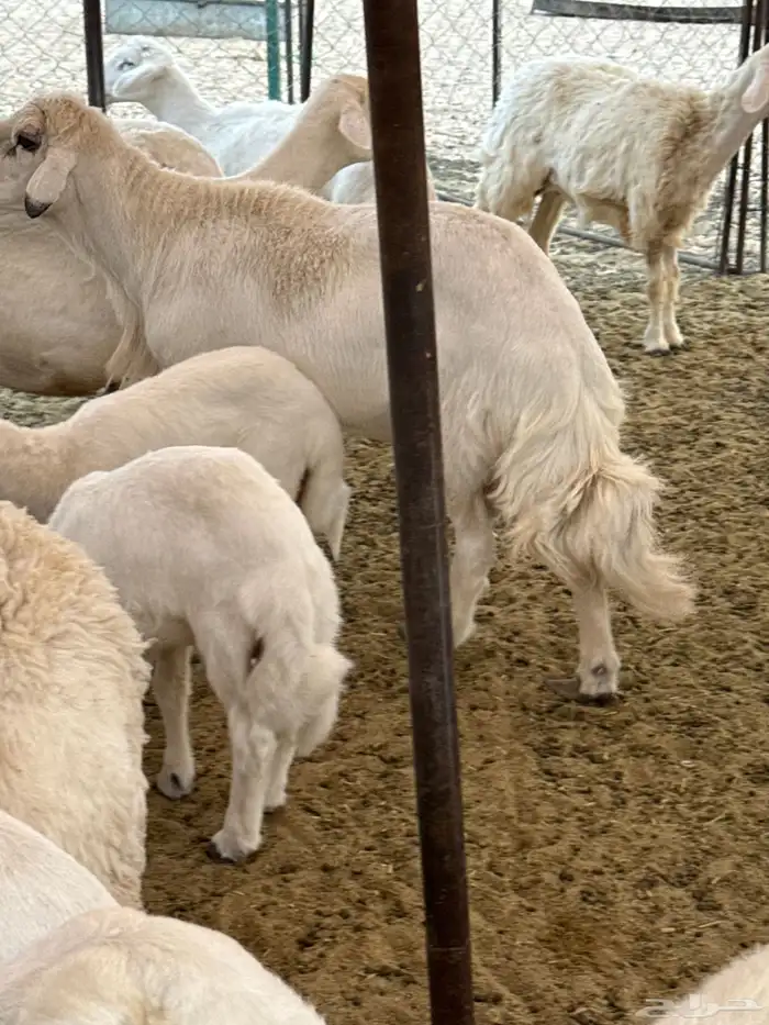 متبع تحتها رخل وخروف فحل كفو وإنتاجه كفو 4