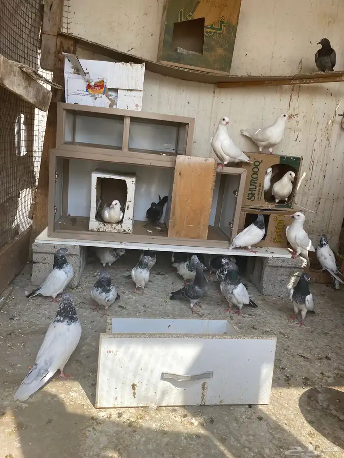 حمام باكستاني للبيع 1