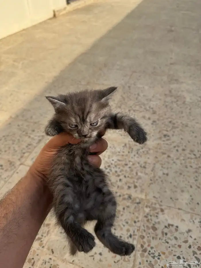 للبيع سكوتش فولد 3