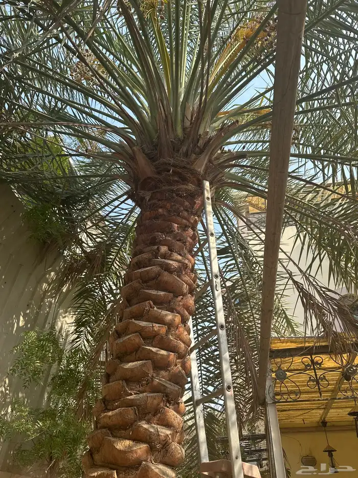 نخلتين بالثمر 0