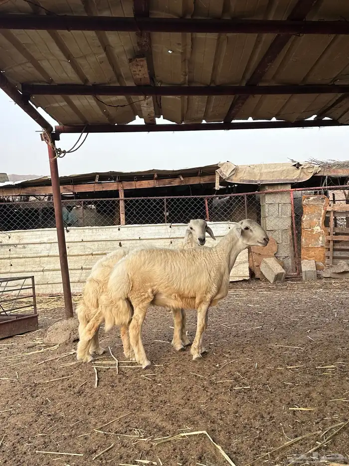 طليان للبيع 0