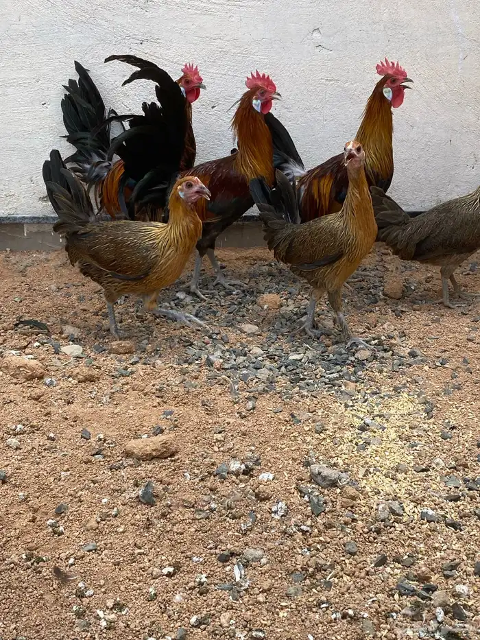دجاج عربي 1